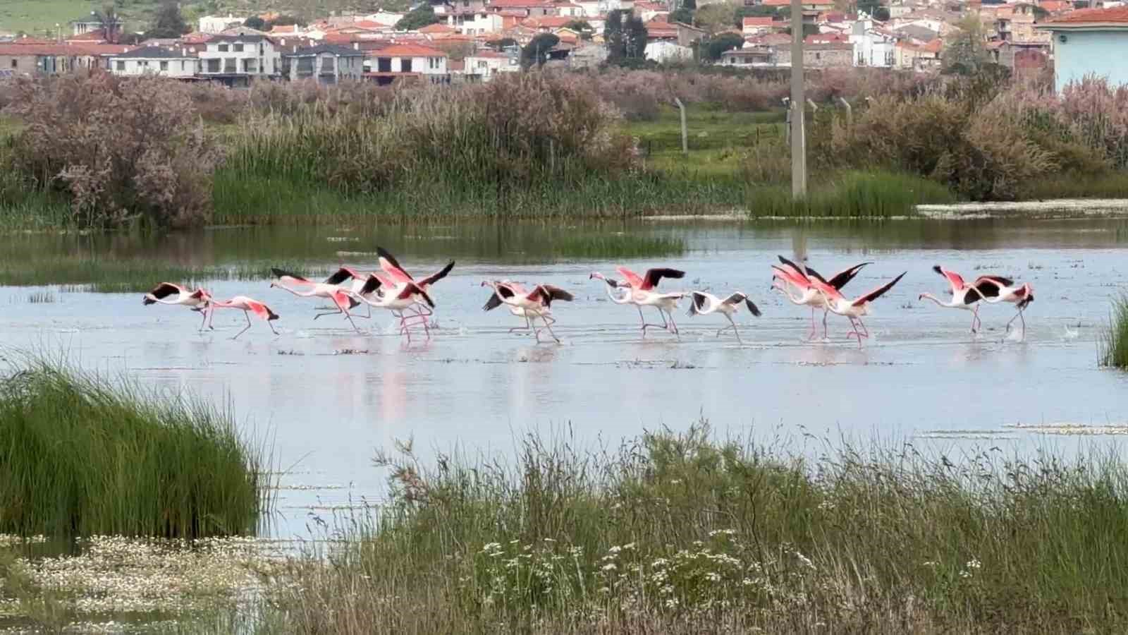 ayvalikin pembe kanatli misafirleri 3 35CaPpfE