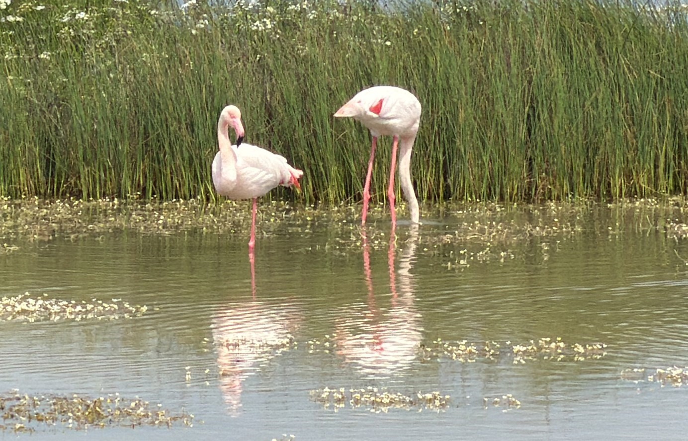 ayvalikin pembe kanatli misafirleri 8
