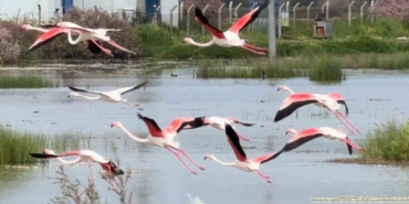 ayvalikin-pembe-kanatli-misafirleri-ka3BvNSl.jpg