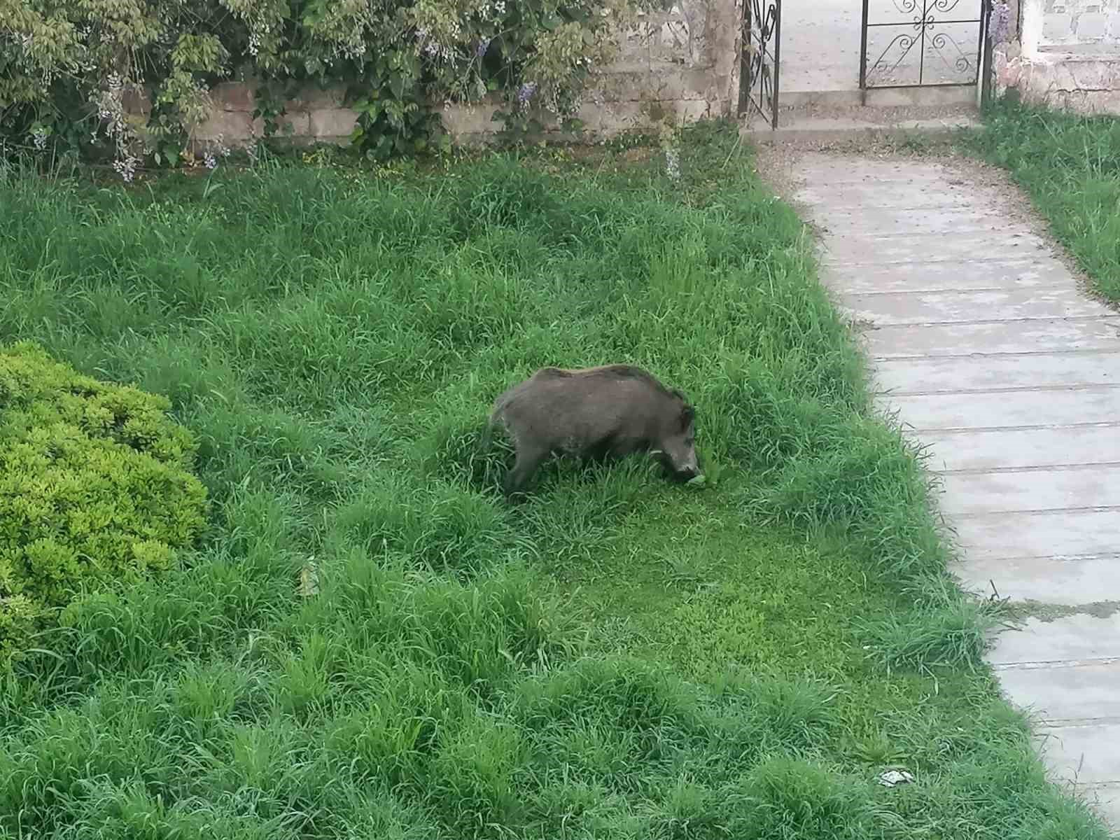 ayvalikta camliki yaban domuzlari basti 1 X8ZuckK9