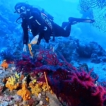 ayvalikta-dalis-turizmine-mujde-yhEtLA4R.jpg
