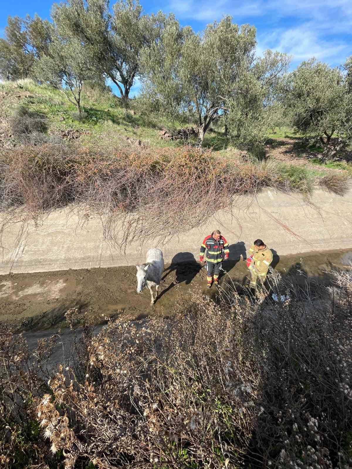 ayvalikta itfaiyeden at kurtarma operasyonu 4 YSQbIz5L