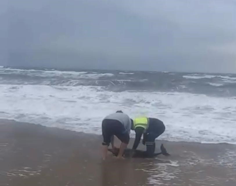 ayvalikta karaya vuran yunusu vatandaslar kurtardi 2 P6EwsXWp