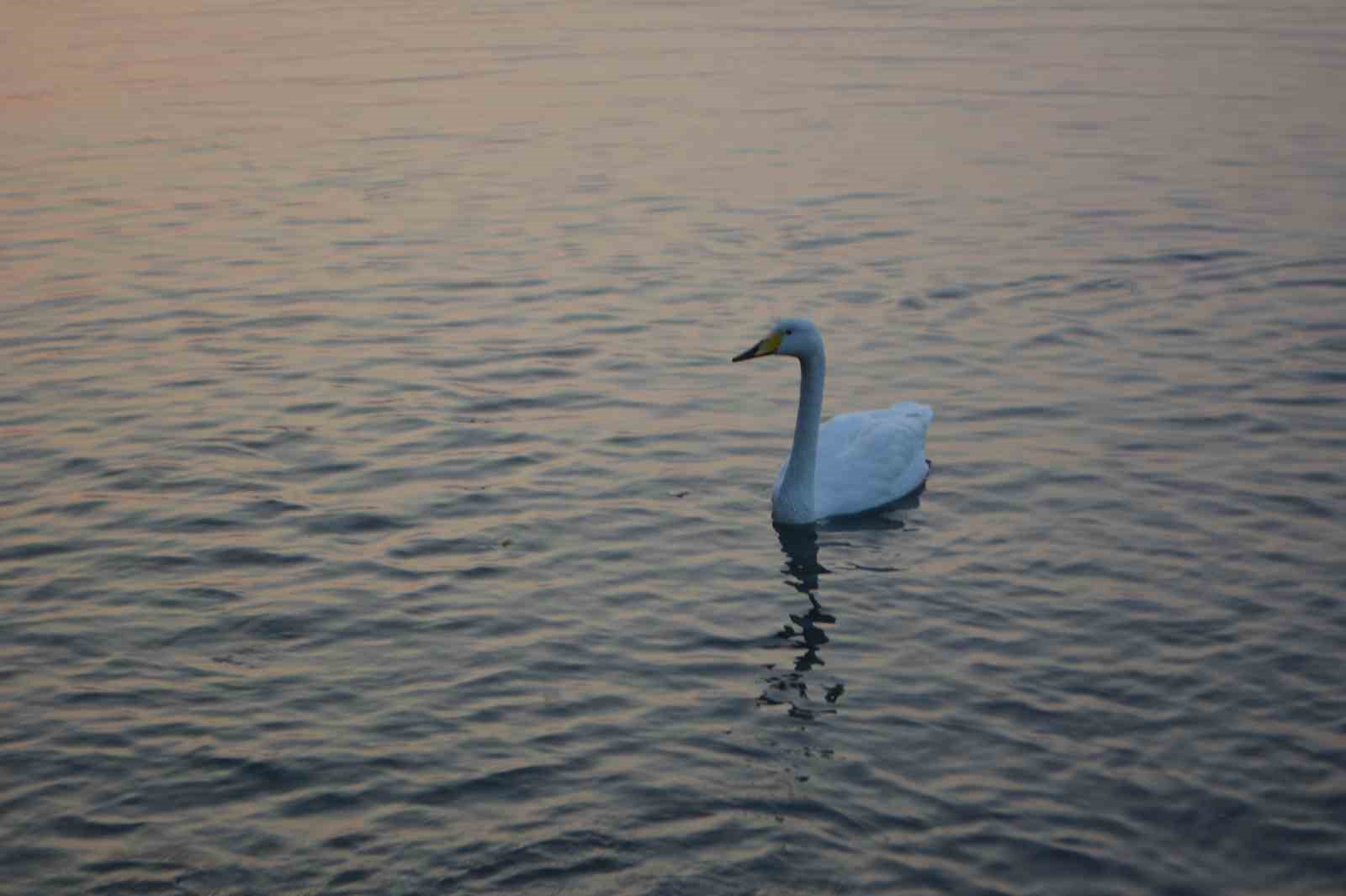 ayvalikta sevimli kugu pasa limaninin simgesi oldu 8