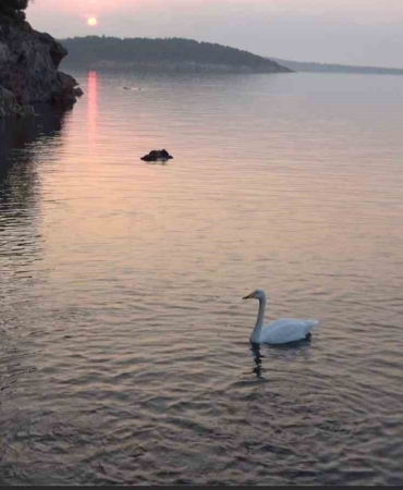 ayvalikta-sevimli-kugu-pasa-limaninin-simgesi-oldu-NAIAz4px.jpg