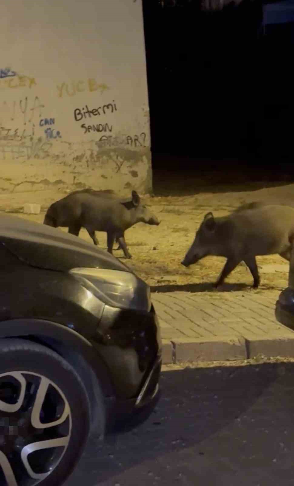 ayvalikta yaban domuzlari sehre iniyor 0 7ZY24eAq