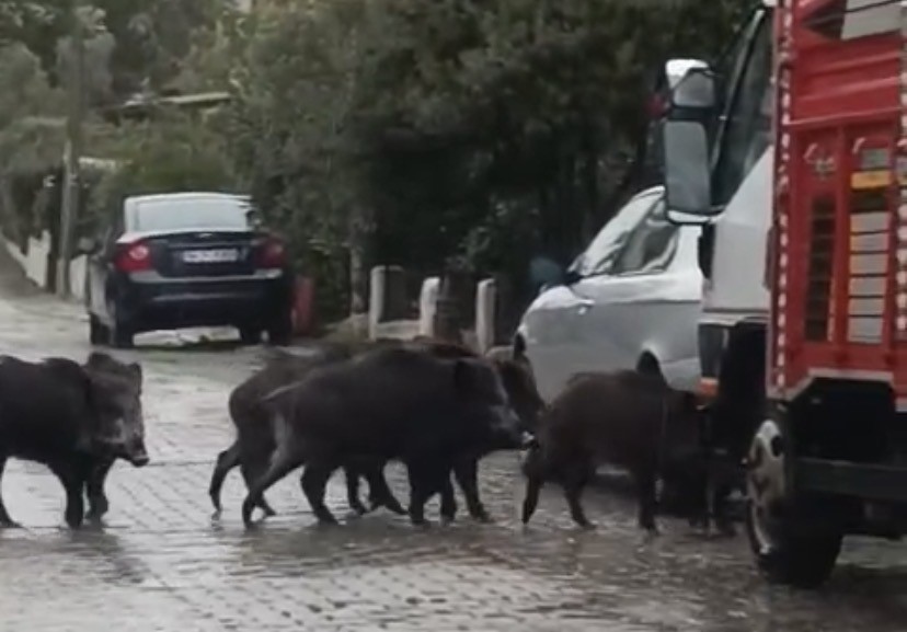 ayvalikta yagmurlu havada ac kalan domuzlar sehir merkezine indi 0 rLfsndGP