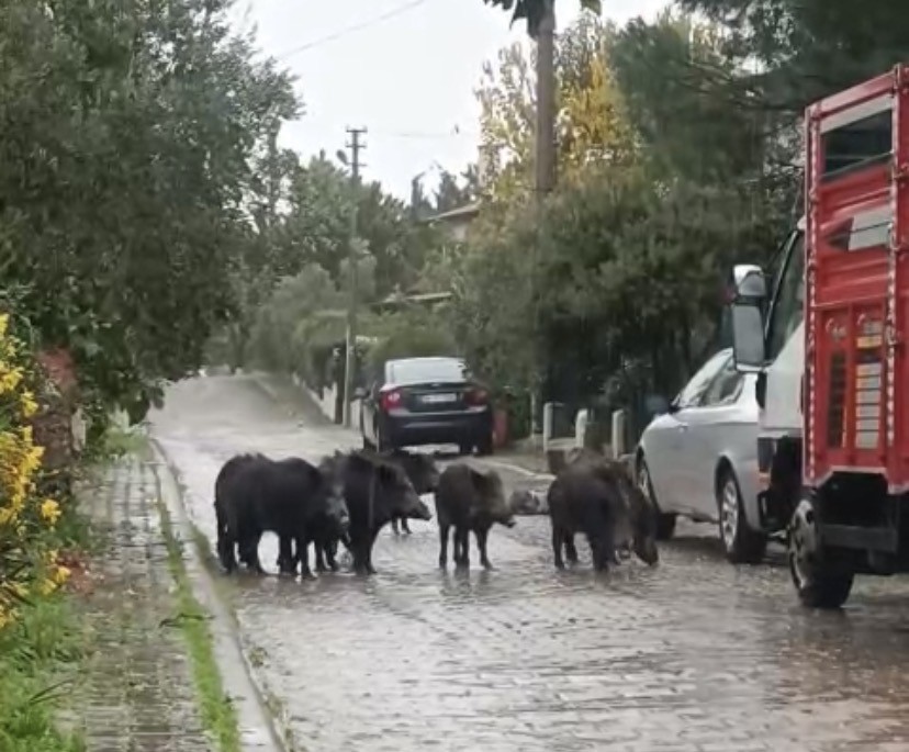 ayvalikta yagmurlu havada ac kalan domuzlar sehir merkezine indi 4 cqaHYB8e