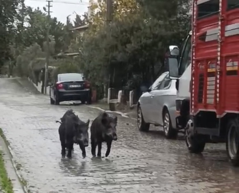 ayvalikta yagmurlu havada ac kalan domuzlar sehir merkezine indi 5 F2cqqHVe