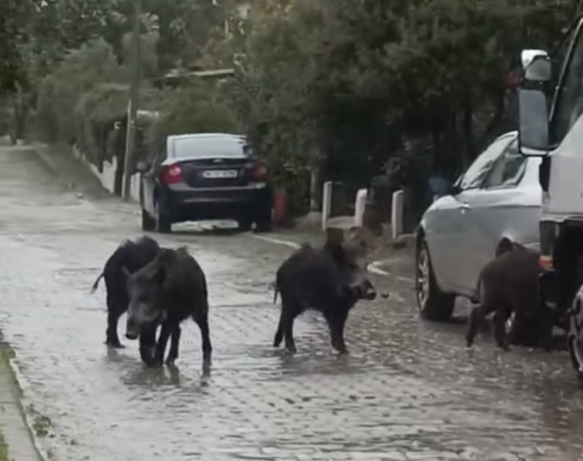 ayvalikta yagmurlu havada ac kalan domuzlar sehir merkezine indi 6 LuSc2XcS