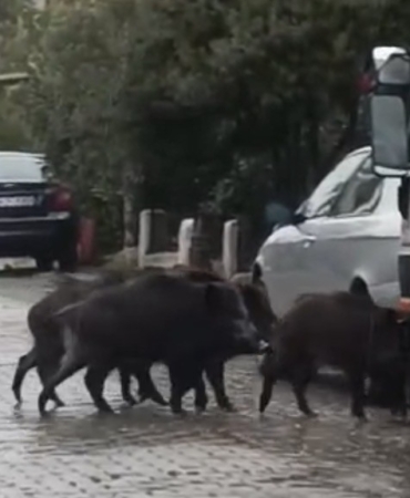 ayvalikta-yagmurlu-havada-ac-kalan-domuzlar-sehir-merkezine-indi-MLgJaBzI.jpg