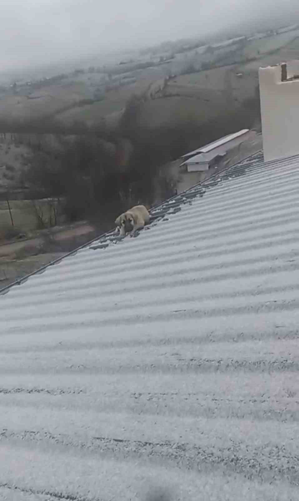 baba ogul catida olumun esigindeki yavru kopegi kurtardi 4 XVujXAWC