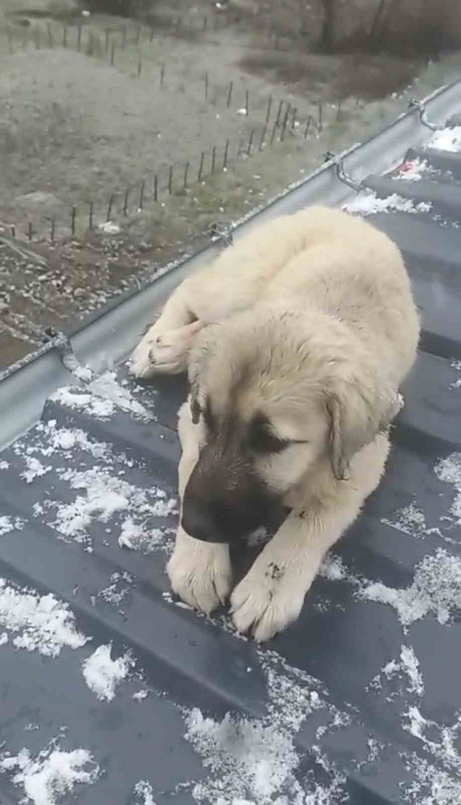 baba ogul catida olumun esigindeki yavru kopegi kurtardi 7 SQe25H6z