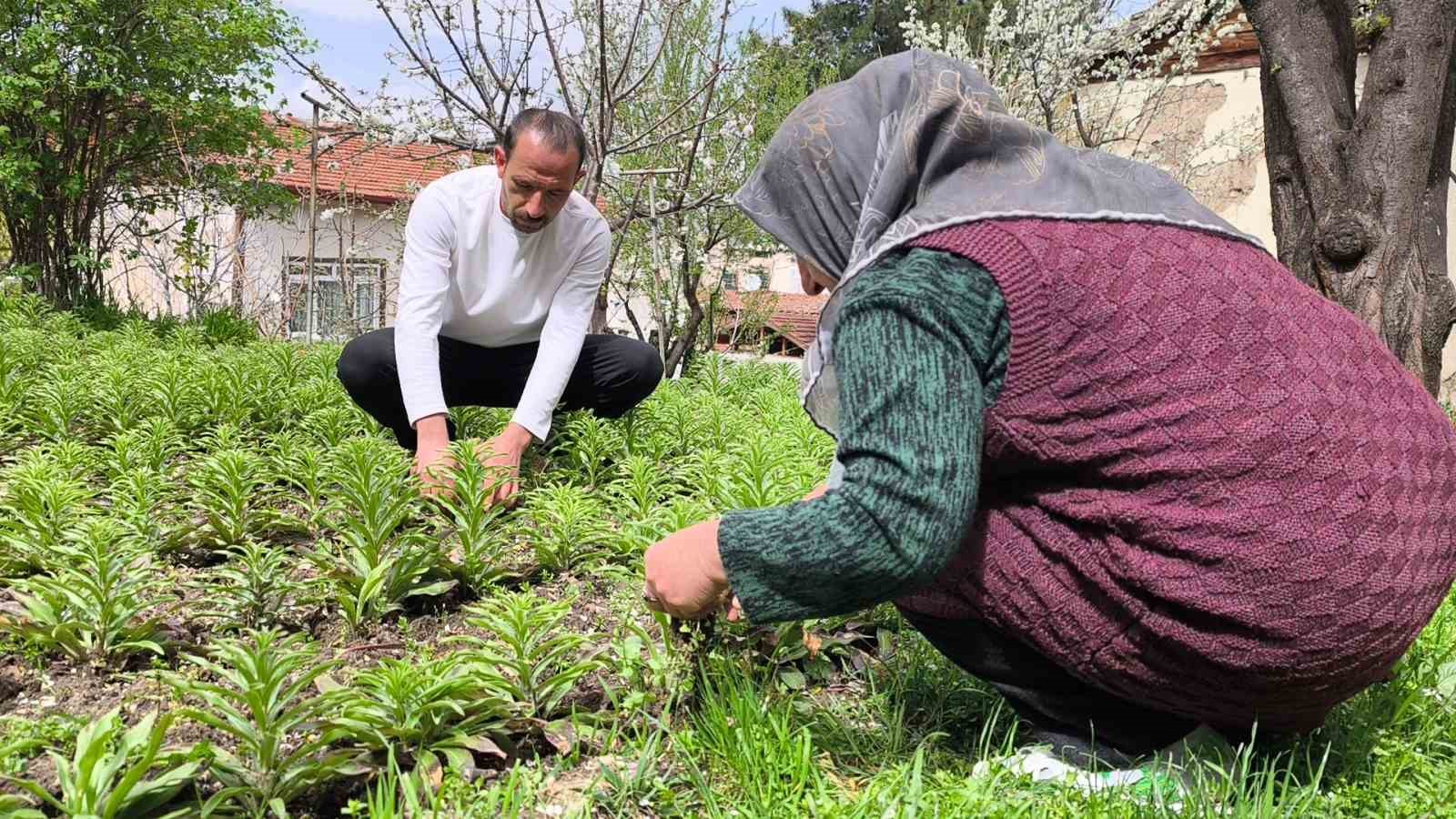 babasindan miras kalan akzambaklara gozu gibi bakiyor 0 NtGd98qe
