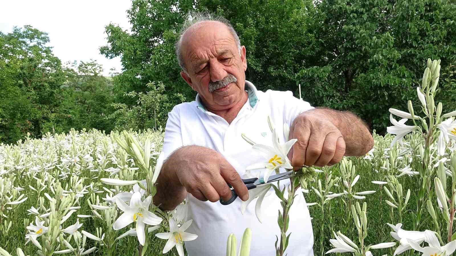 babasindan miras kalan akzambaklara gozu gibi bakiyor 1 feH3t2jD