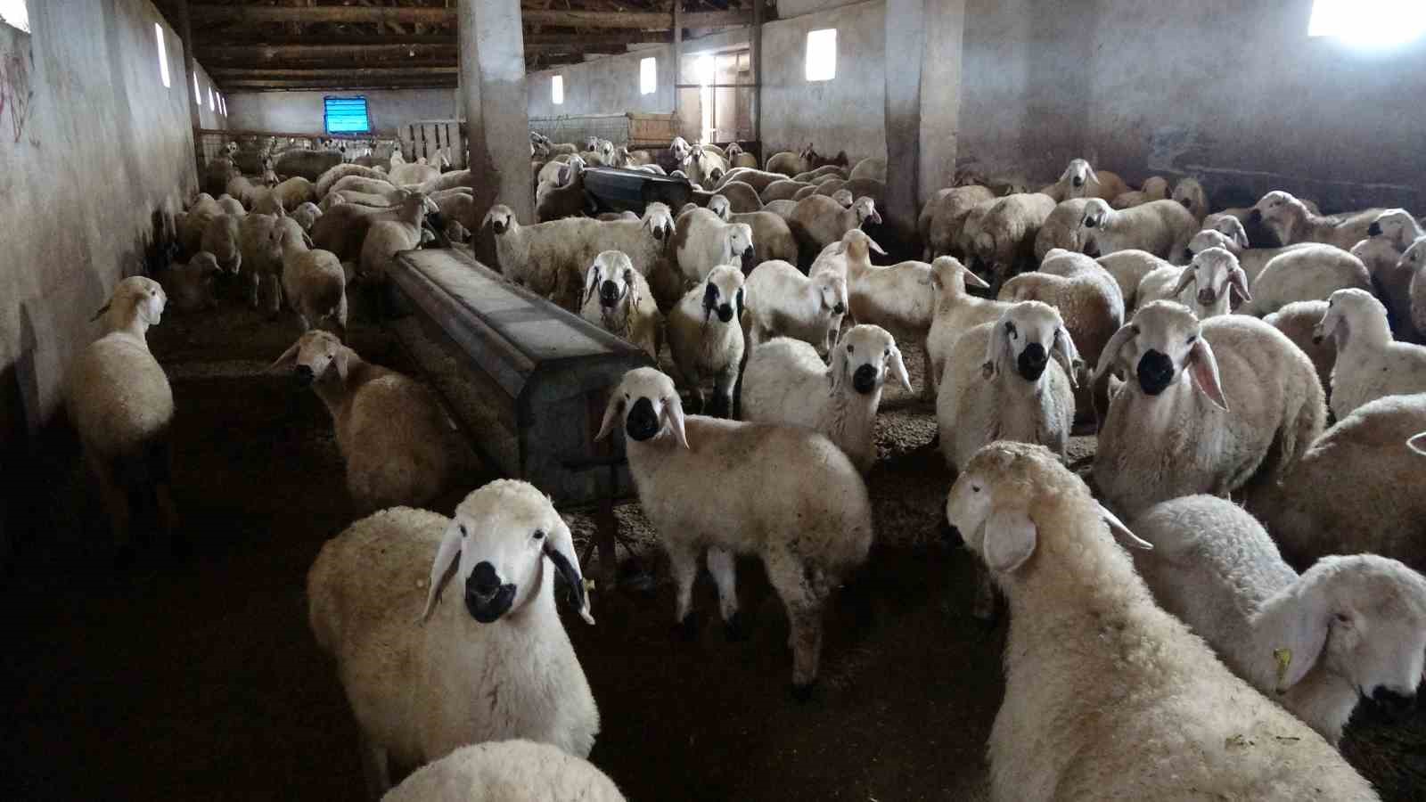 Babasıyla tartıştı, vadeli koyun alarak kendi sürüsüne sahip oldu 5 babasiyla tartisti vadeli koyun alarak kendi surusune sahip oldu 1 mjE5FuUy