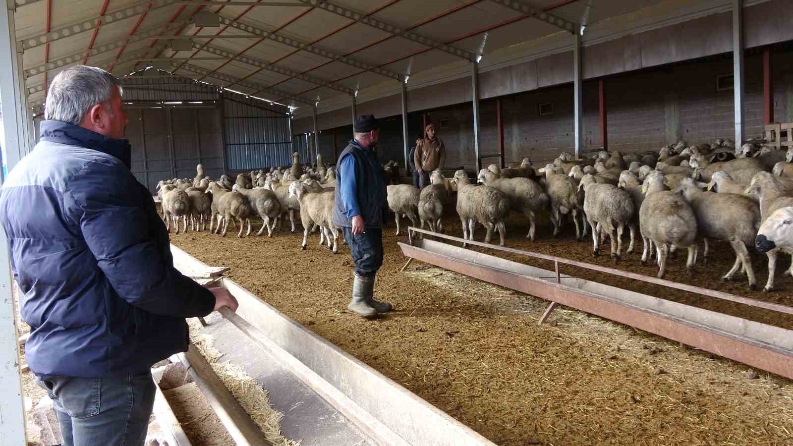 Babasıyla tartıştı, vadeli koyun alarak kendi sürüsüne sahip oldu 6 babasiyla tartisti vadeli koyun alarak kendi surusune sahip oldu 2 NuKOvA5E