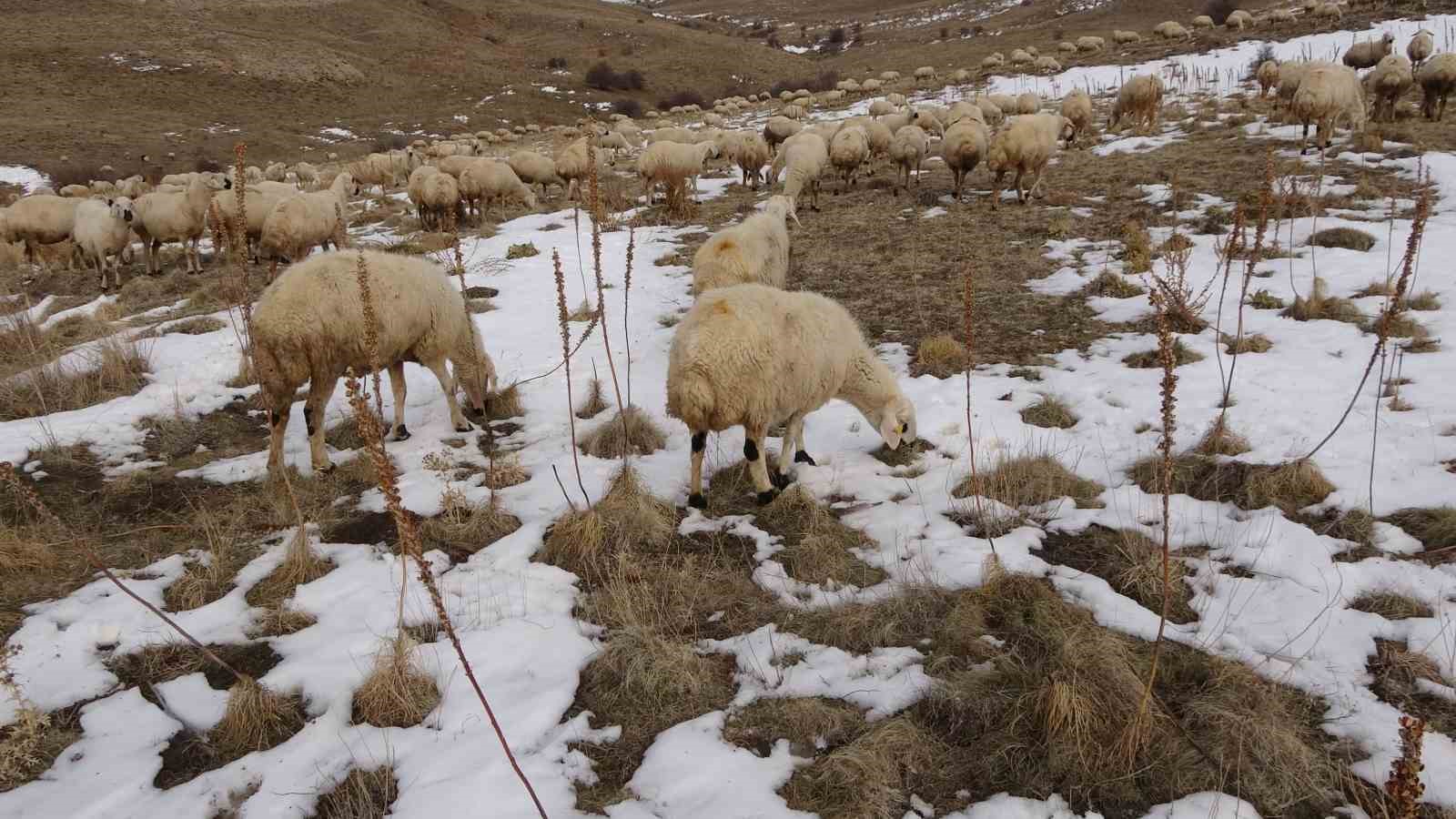 Babasıyla tartıştı, vadeli koyun alarak kendi sürüsüne sahip oldu 7 babasiyla tartisti vadeli koyun alarak kendi surusune sahip oldu 3 yhkjbnNl