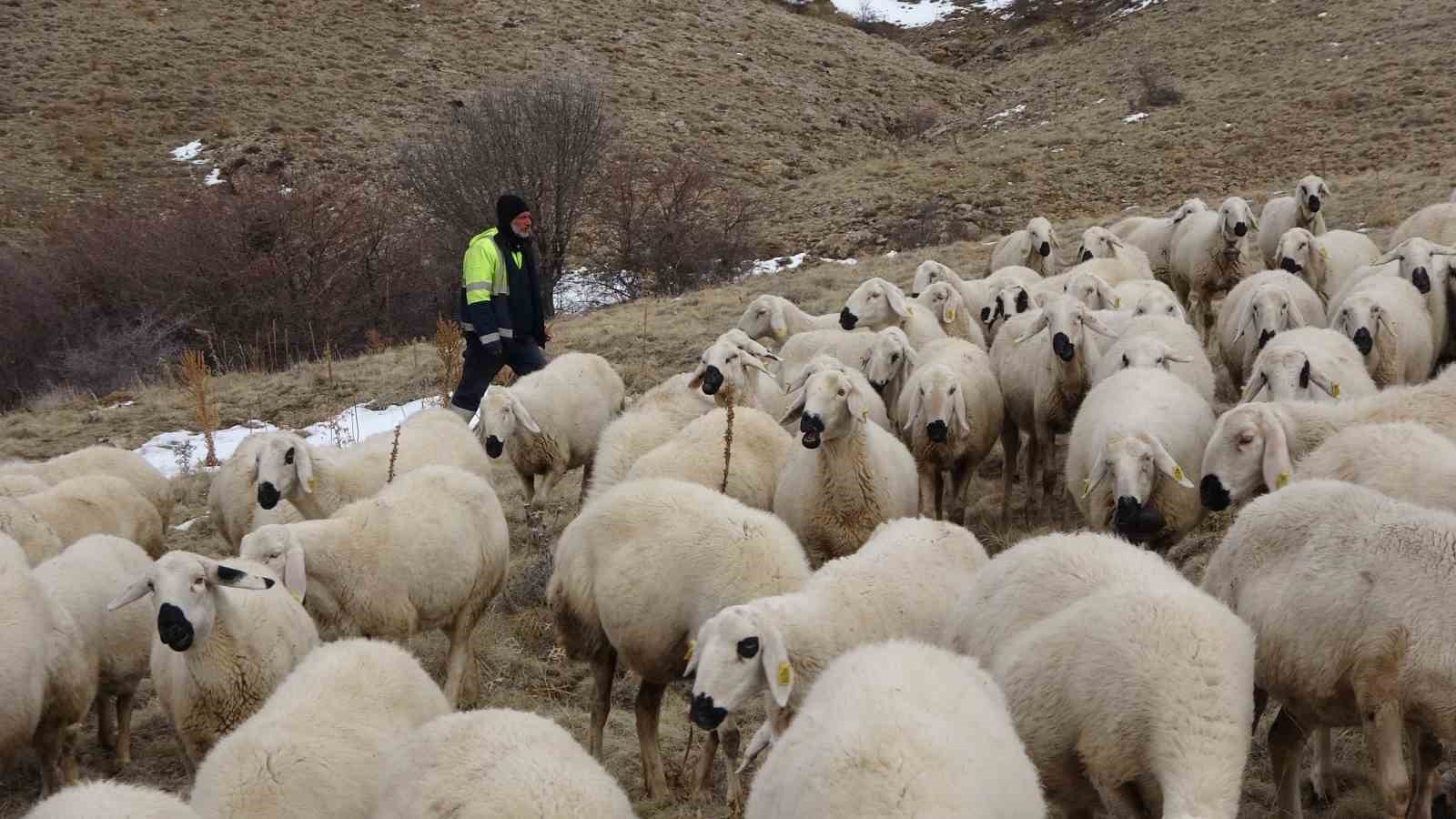 Babasıyla tartıştı, vadeli koyun alarak kendi sürüsüne sahip oldu 9 babasiyla tartisti vadeli koyun alarak kendi surusune sahip oldu 5 BwIKlgBY