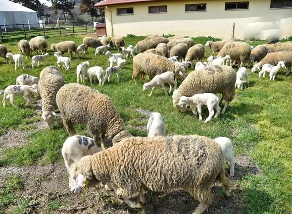 bahar geldi kuzular anneleri ile bulustu 1 AqTwaqG1