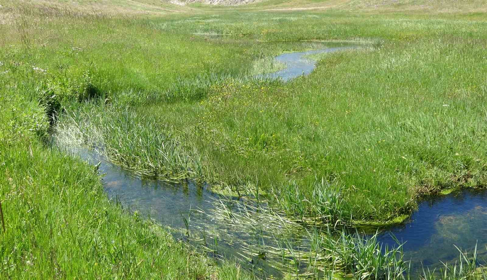 Bahar yeni geldi, kıvrım kıvrım menderesler akmaya başladı: Eğriçayır’ı çiçekler kapladı 7 bahar yeni geldi kivrim kivrim menderesler akmaya basladi egricayiri cicekler kapladi 3 6Cvc6mDO
