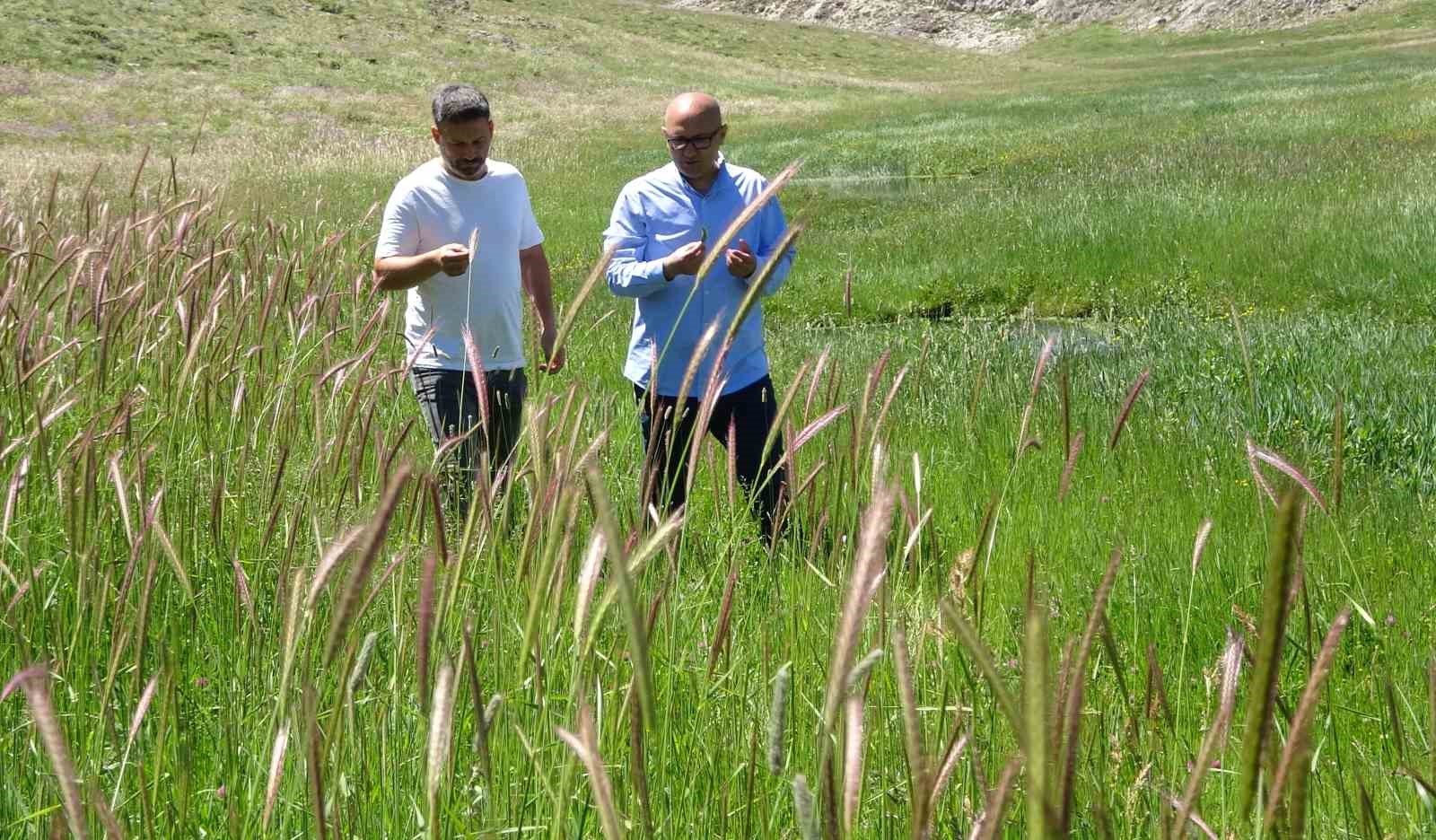 Bahar yeni geldi, kıvrım kıvrım menderesler akmaya başladı: Eğriçayır’ı çiçekler kapladı 12 bahar yeni geldi kivrim kivrim menderesler akmaya basladi egricayiri cicekler kapladi 8 99uBHZcn