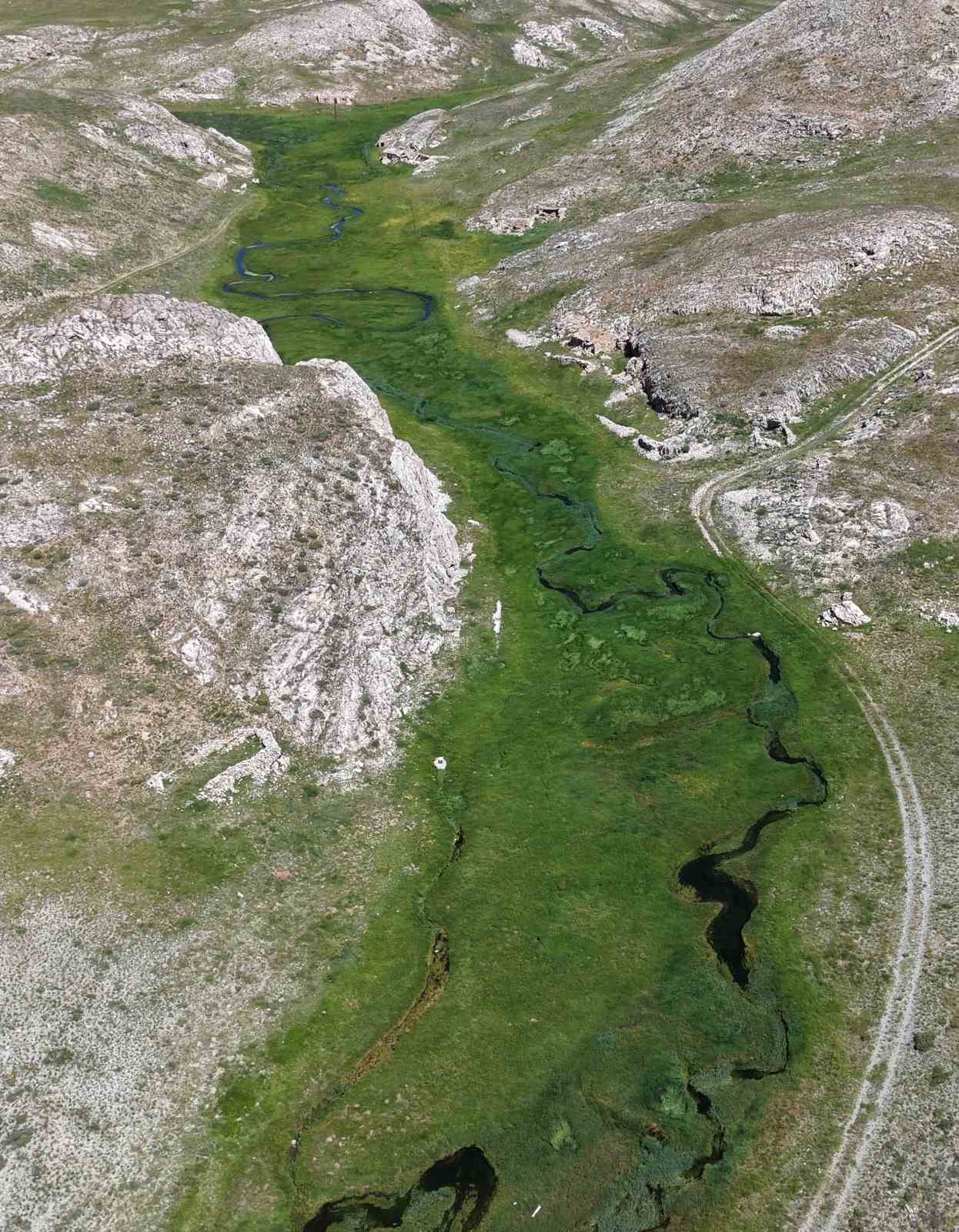 Bahar yeni geldi, kıvrım kıvrım menderesler akmaya başladı: Eğriçayır’ı çiçekler kapladı 13 bahar yeni geldi kivrim kivrim menderesler akmaya basladi egricayiri cicekler kapladi 9