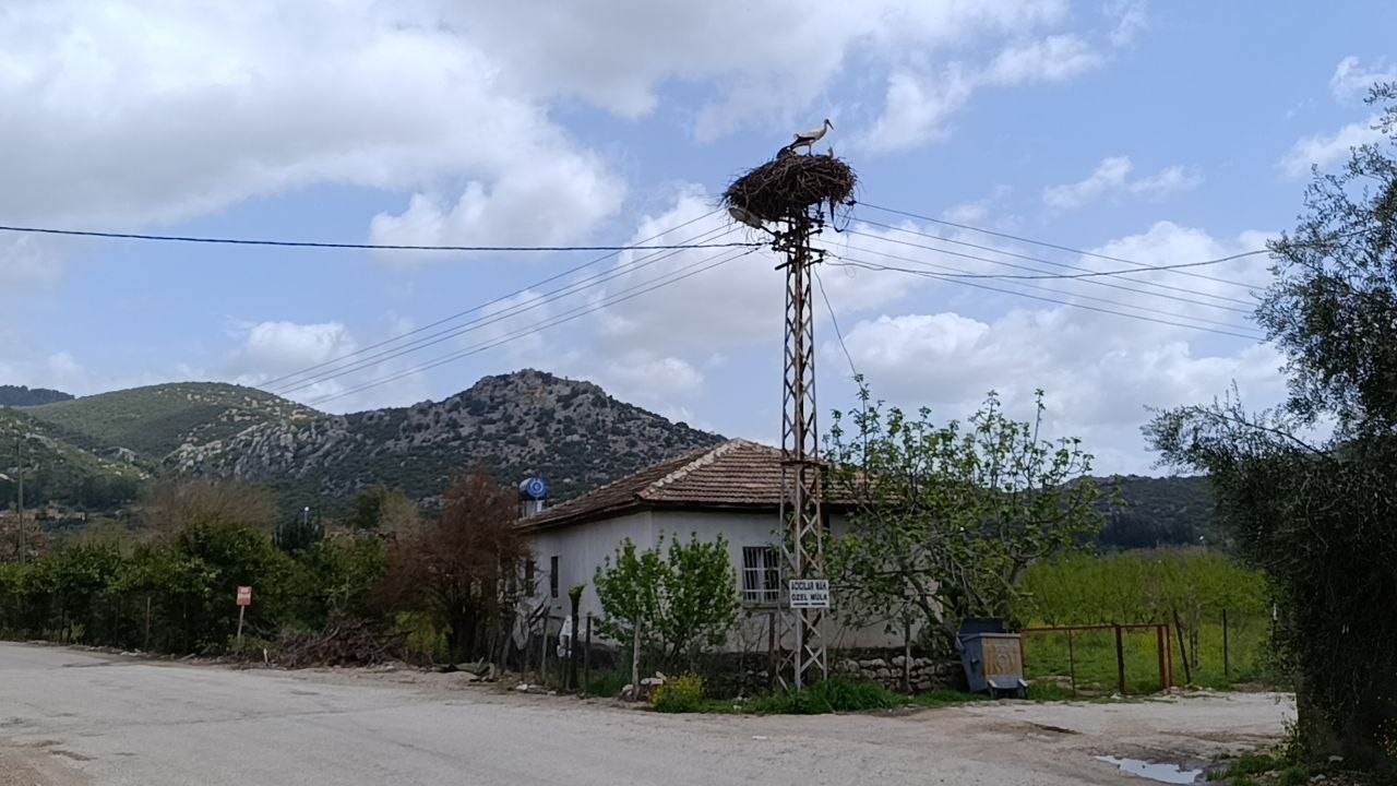 baharin habercisi leylek yuvasina bu yil da esiyle birlikte geldi 4 eQfckBKw