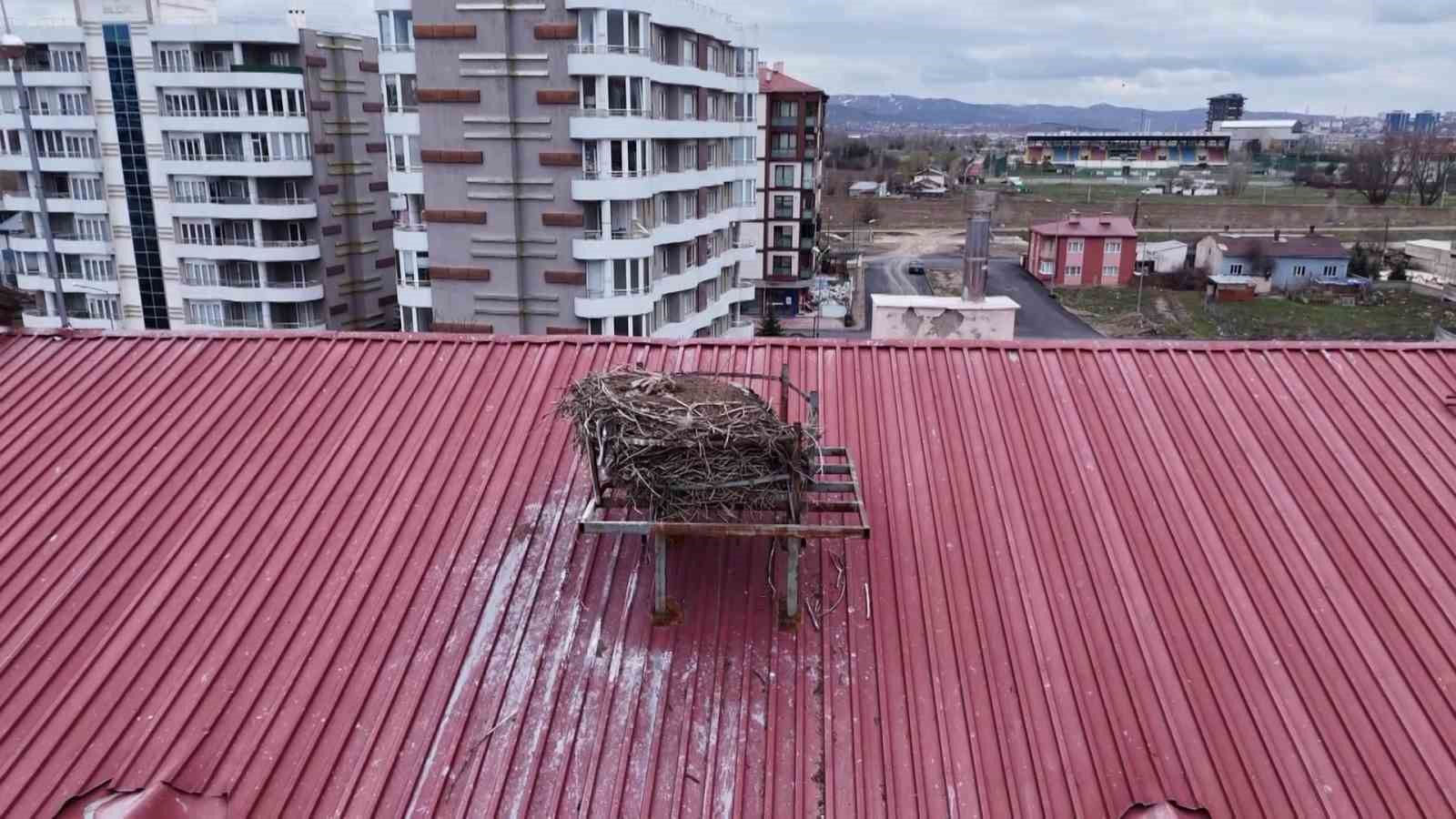 Baharın habercisi leylekler bu yıl gelmedi, öğrenciler hasretle yollarını gözlemeye başladı 5 baharin habercisi leylekler bu yil gelmedi ogrenciler hasretle yollarini gozlemeye basladi 1 fg3Aw23g
