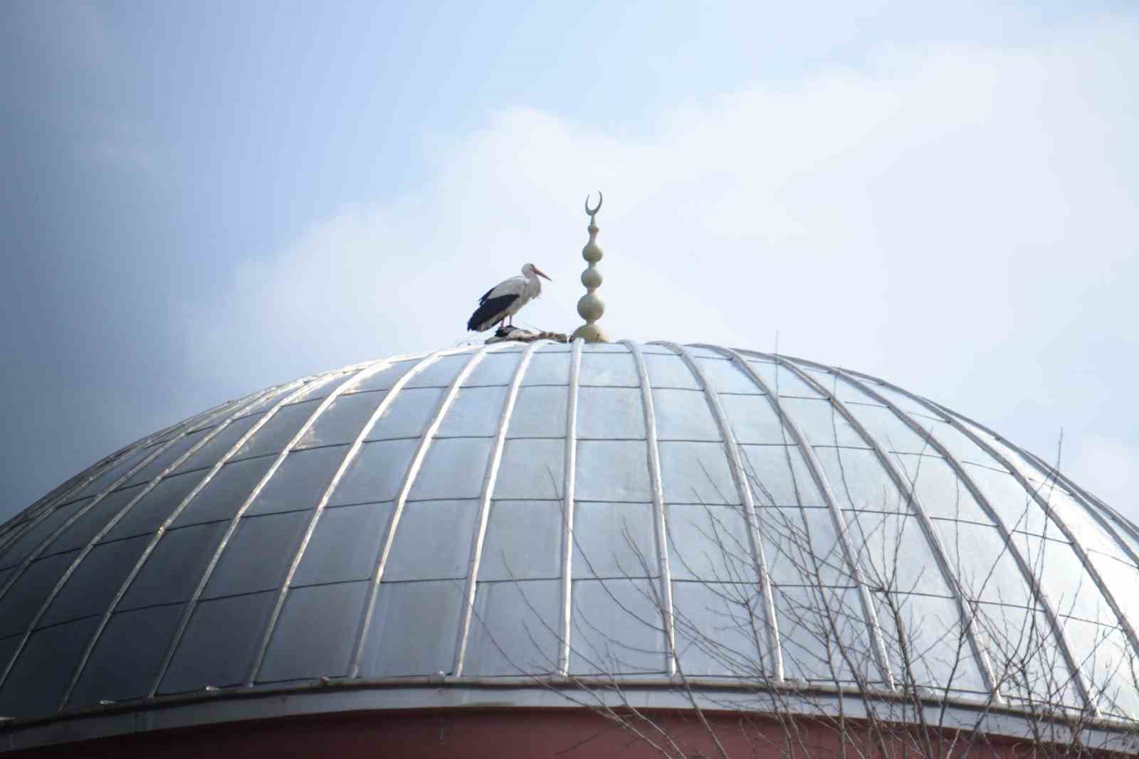 baharin habercisi leylekler mus ovasina gelmeye basladi 1 BJUCBQNR