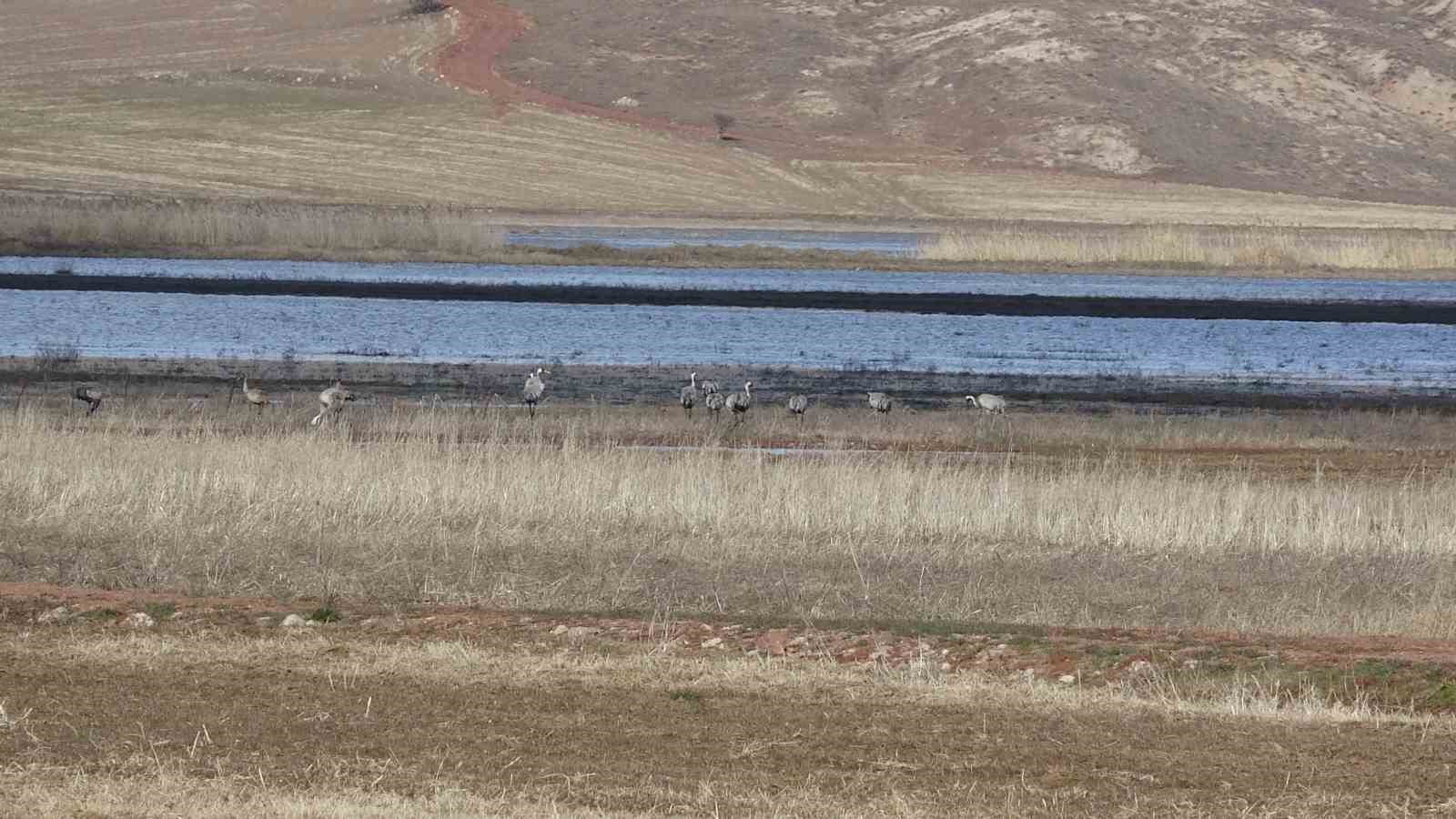 baharin ilk habercilerinden turnalar kendini gosterdi 2 H1pHeArd