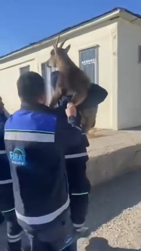 bahce citine sikisan yaban kecisini fedas ekipleri kurtardi 1 CDJXWAtt