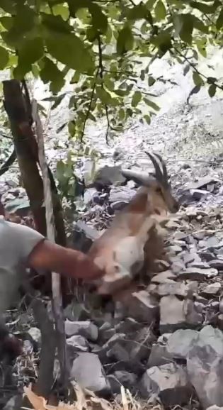 bahcede uyuyakalan yaban kecisini kalk kizim diyerek uyandirdi 1 1XWfVHfC