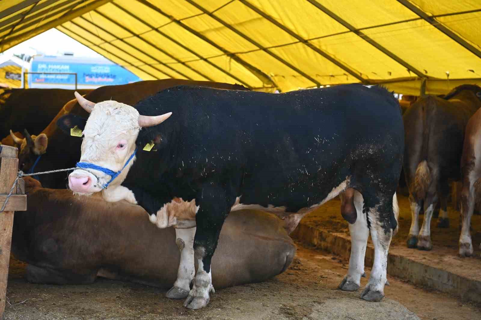 bahcelievlerde kurban bayrami hazirliklari tamamlandi 0 Y6I8UnyA
