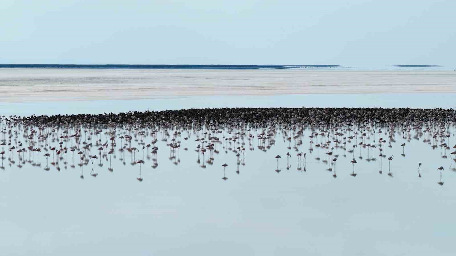 Bakan Kurum: "12 bin 800 yavru flamingo Tuz Gölü’nde yaşam buldu" 6 bakan kurum 12 bin 800 yavru flamingo tuz golunde yasam buldu 2