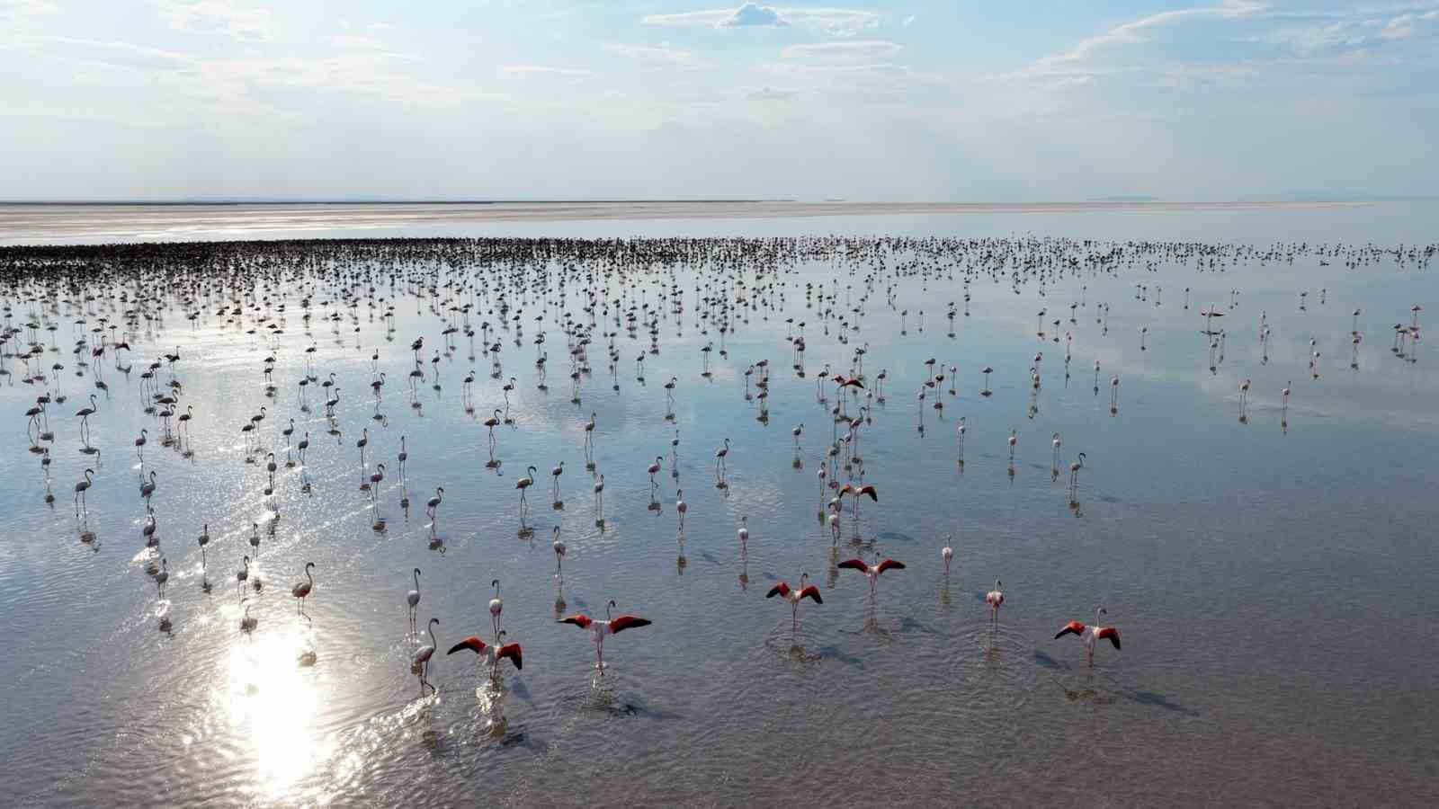 Bakan Kurum: "12 bin 800 yavru flamingo Tuz Gölü’nde yaşam buldu" 7 bakan kurum 12 bin 800 yavru flamingo tuz golunde yasam buldu 3 G8tL2z6M