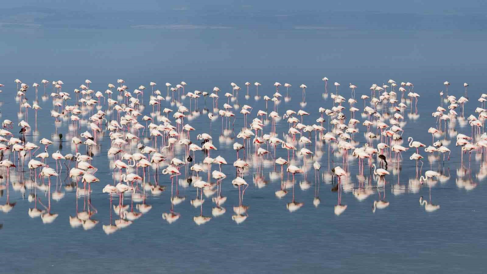 Bakan Kurum: "12 bin 800 yavru flamingo Tuz Gölü’nde yaşam buldu" 8 bakan kurum 12 bin 800 yavru flamingo tuz golunde yasam buldu 4 QMOAqyCP