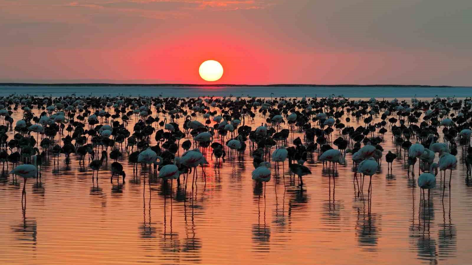 Bakan Kurum: "12 bin 800 yavru flamingo Tuz Gölü’nde yaşam buldu" 9 bakan kurum 12 bin 800 yavru flamingo tuz golunde yasam buldu 5 21l4LRrM