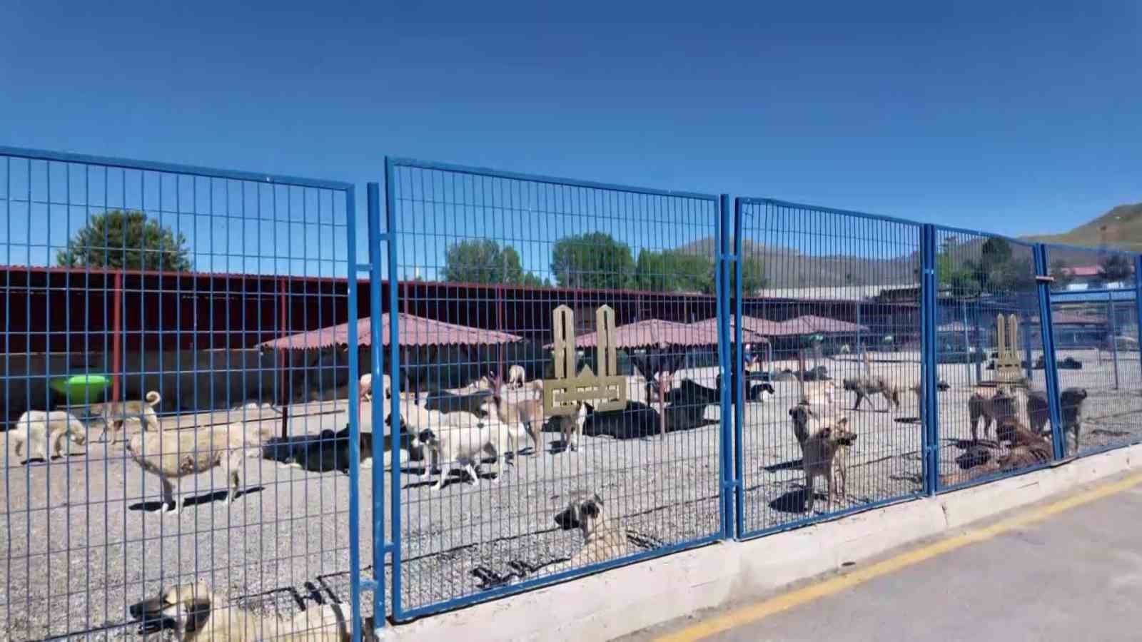 bakan mustafa ciftcinin erzurumdaki sokak kopegi basarisi turkiyeye ornek oluyor 0 bX33vDSA