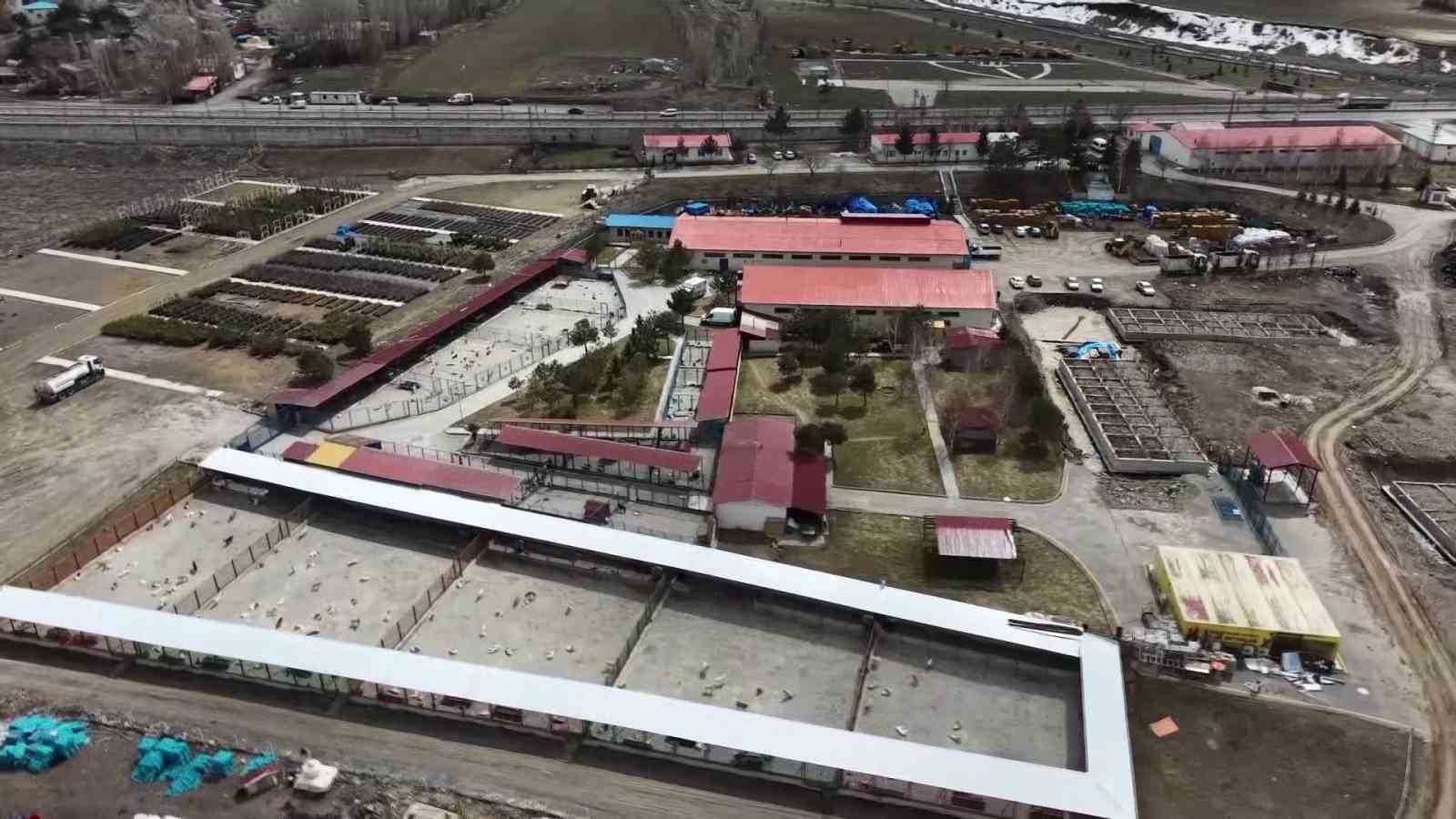 bakan mustafa ciftcinin erzurumdaki sokak kopegi basarisi turkiyeye ornek oluyor 2 wEwVwjwp