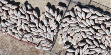 bakan-yumakli-bin-600-ureticimize-toplam-160-bin-kucukbas-hayvani-teslim-edecegiz-HzTtu1mh.jpg
