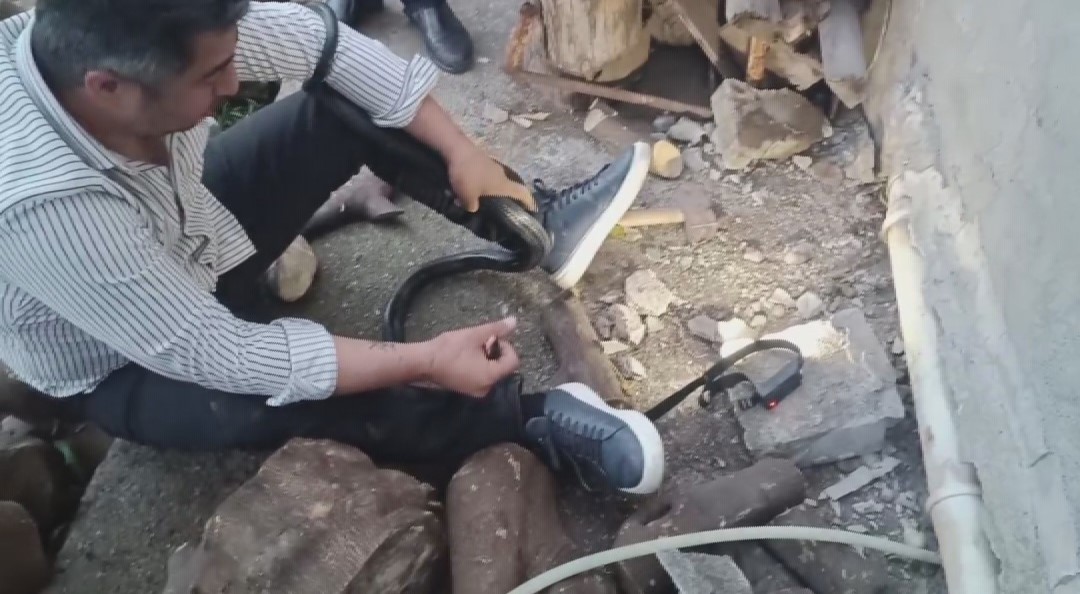 Bakmaya bile korkanlar varken o koluna dolanan 1 buçuk metrelik 2 yılanı saklandığı delikte yakaladı 5 bakmaya bile korkanlar varken o koluna dolanan 1 bucuk metrelik 2 yilani saklandigi delikte LIXcB5ab