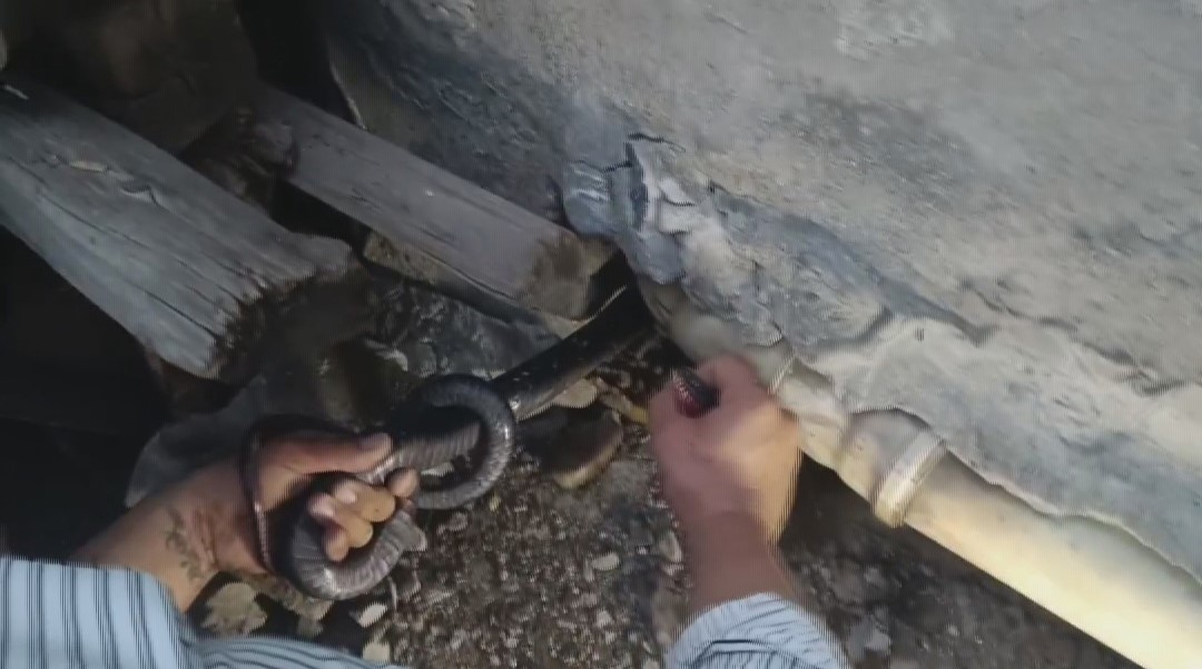 Bakmaya bile korkanlar varken o koluna dolanan 1 buçuk metrelik 2 yılanı saklandığı delikte yakaladı 4 bakmaya bile korkanlar varken o koluna dolanan 1 bucuk metrelik 2 yilani saklandigi delikte Q2gYPETg
