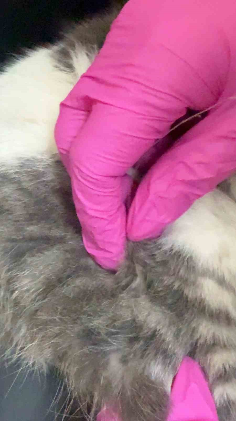 Balık artıklarını yemek isteyen kedinin ağzı ve ayağına olta kancası battı 5 balik artiklarini yemek isteyen kedinin agzi ve ayagina olta kancasi batti 1 UUwL8ZaH