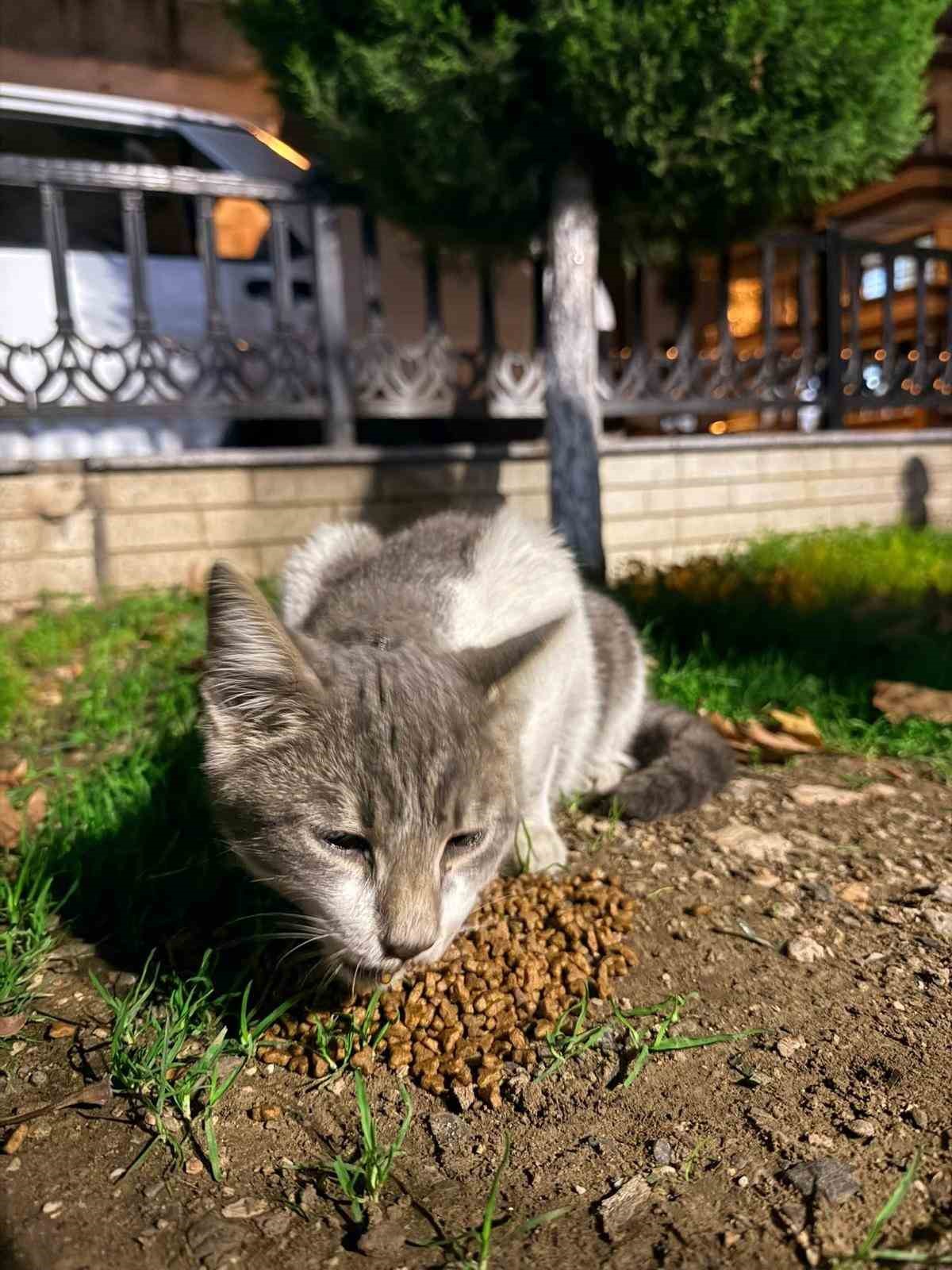 Balık artıklarını yemek isteyen kedinin ağzı ve ayağına olta kancası battı 8 balik artiklarini yemek isteyen kedinin agzi ve ayagina olta kancasi batti 4 LybHWNXR