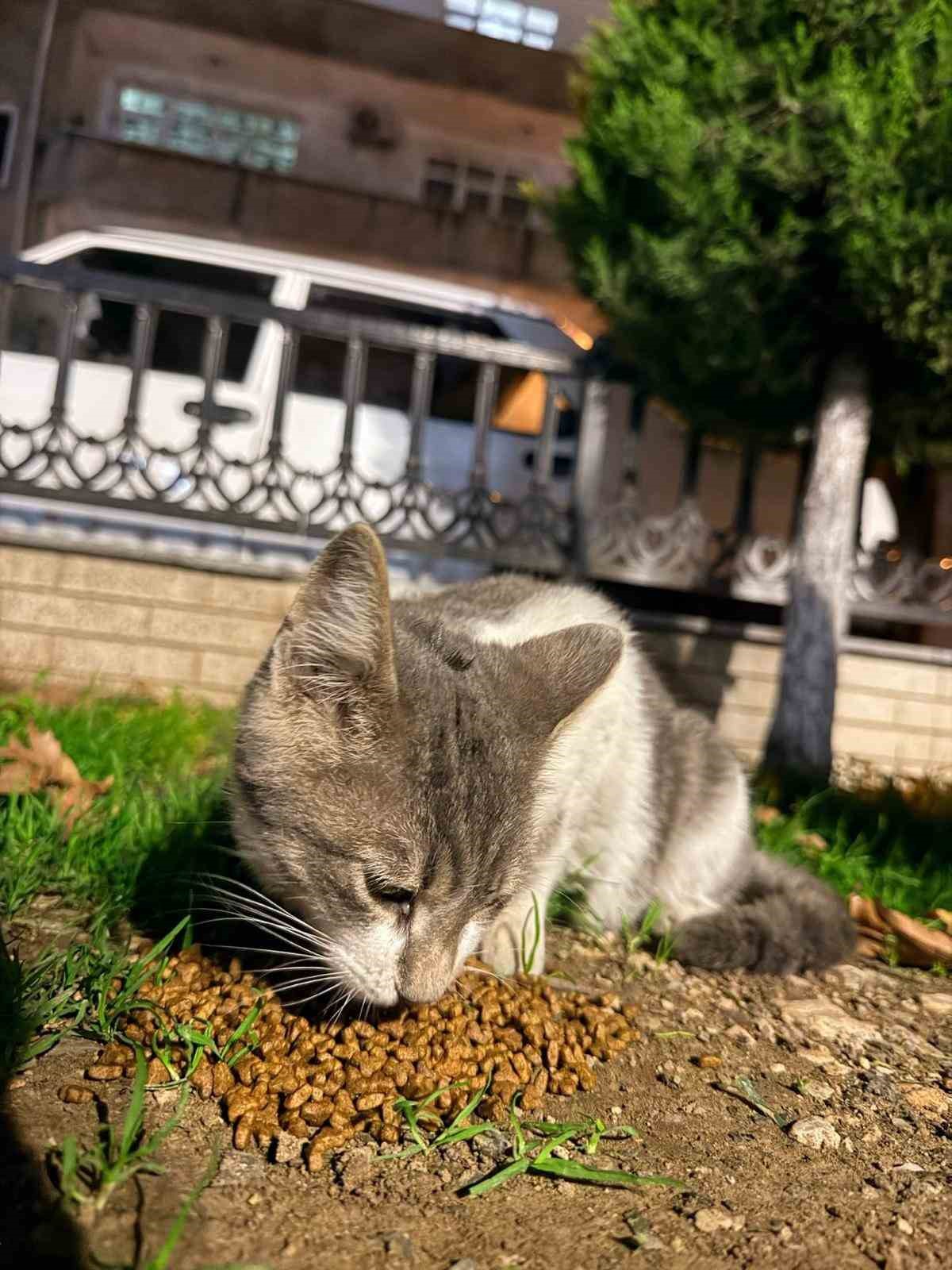 Balık artıklarını yemek isteyen kedinin ağzı ve ayağına olta kancası battı 9 balik artiklarini yemek isteyen kedinin agzi ve ayagina olta kancasi batti 5 JZFAXtyi