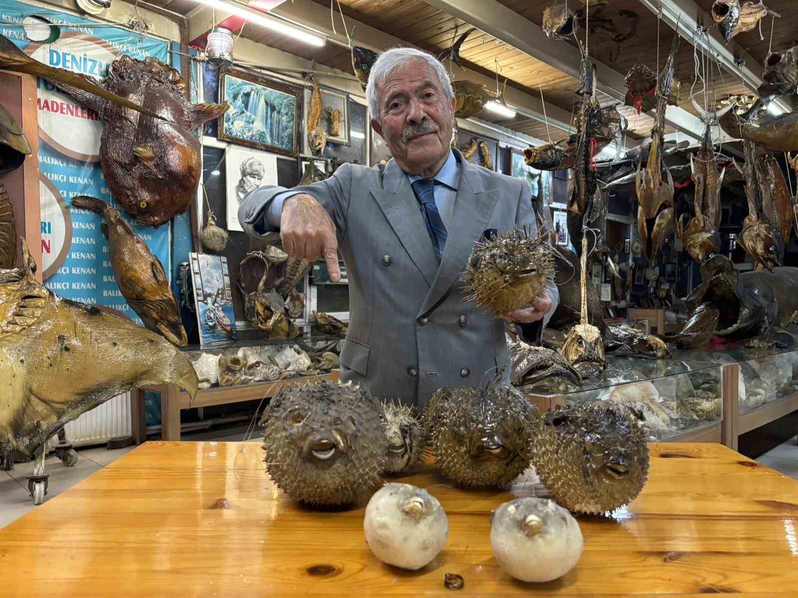 balikci kenandan balon baligi uyarisi disleri jilet gibi dikenleri zehirli 1 UU66zOhv