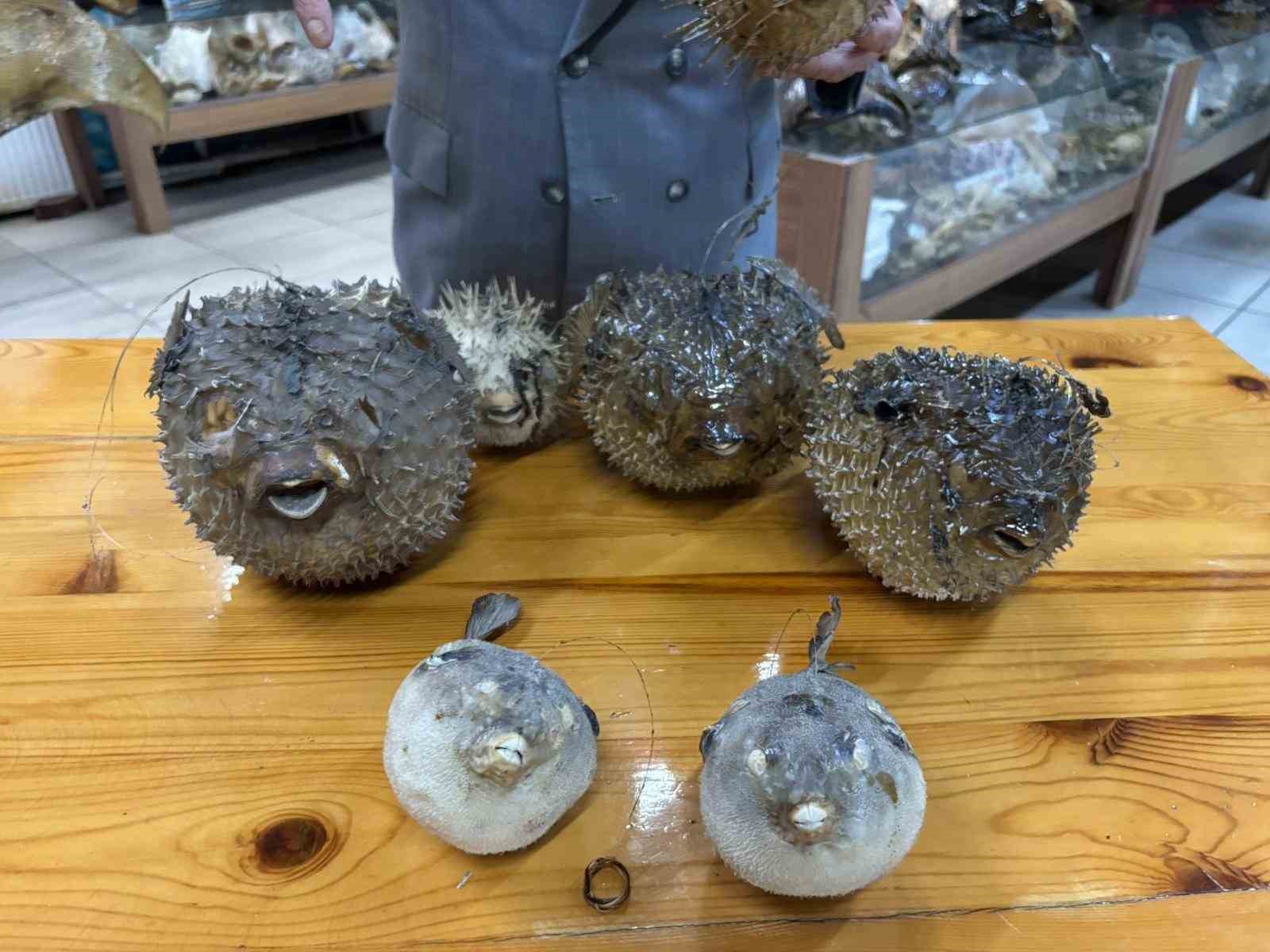 balikci kenandan balon baligi uyarisi disleri jilet gibi dikenleri zehirli 4
