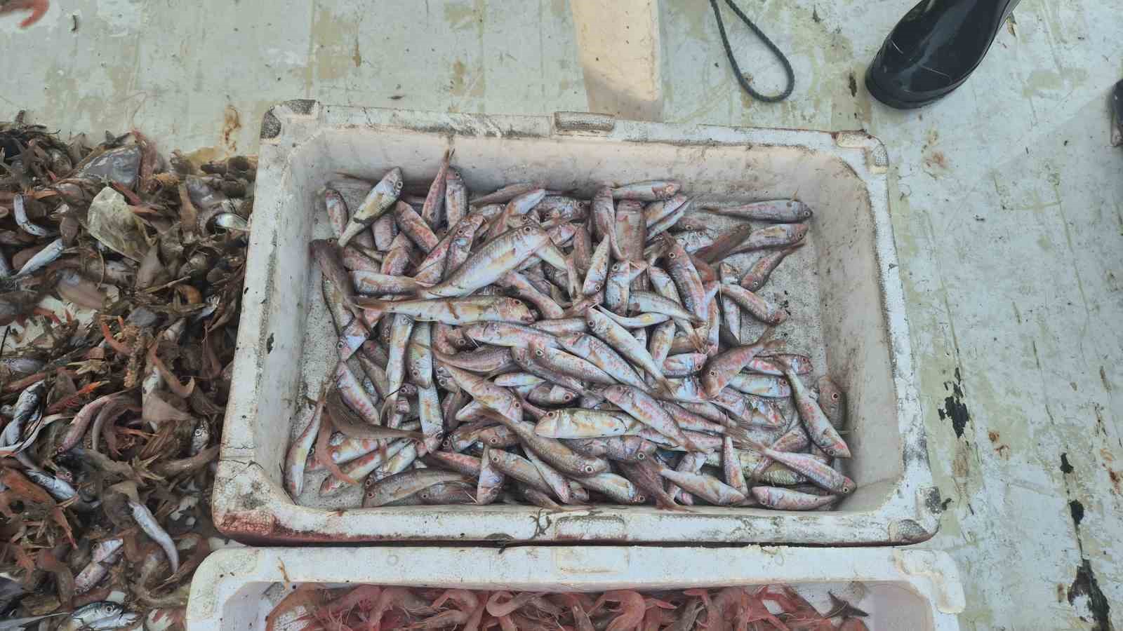 balikcilar karides tekir ve istavritle limana dondu 2 8iDuuzVf