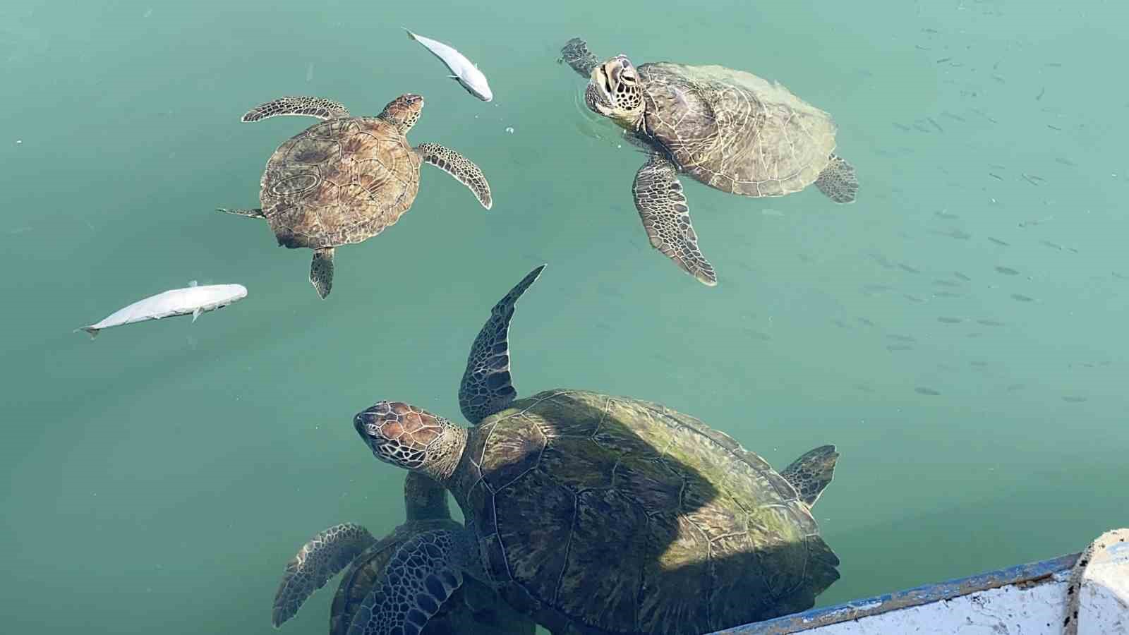 balikcilarin dostu goc etmeyen caretta carettalar limani mesken tuttu 2 kp6KsU2F